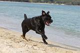 CANE CORSO 273